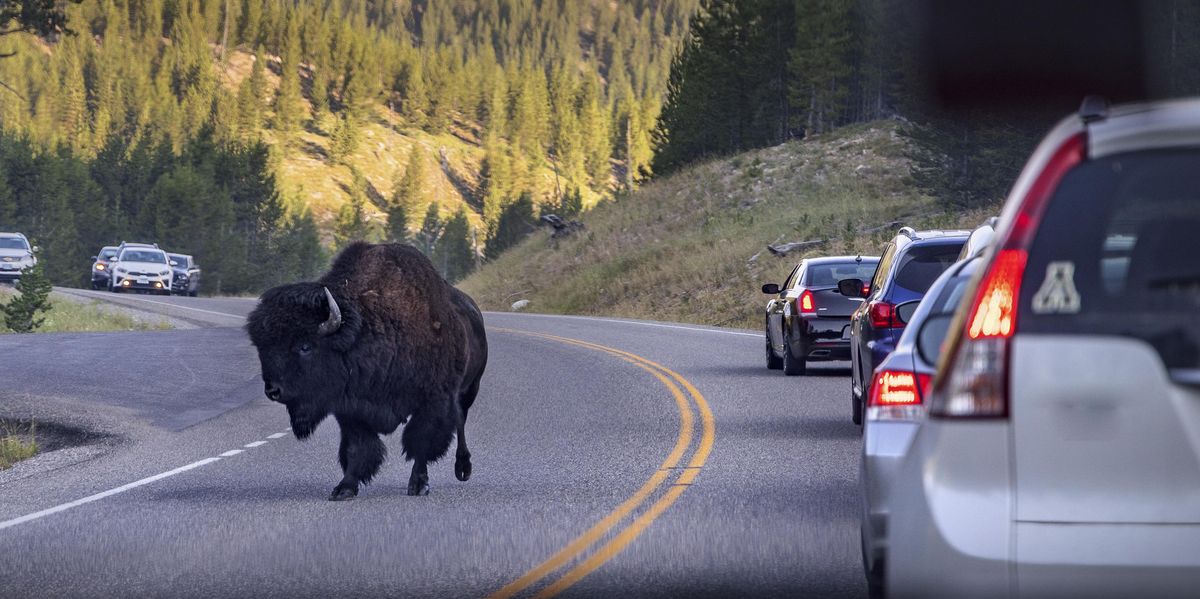 bison roams through traffic in yellowstone national royalty free image 1673882467