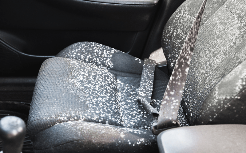 How To Remove Mold From Car Interior