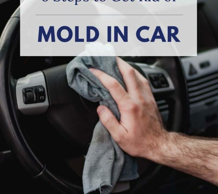 6 Steps to Get Rid of Mold in Car 696x1044 1